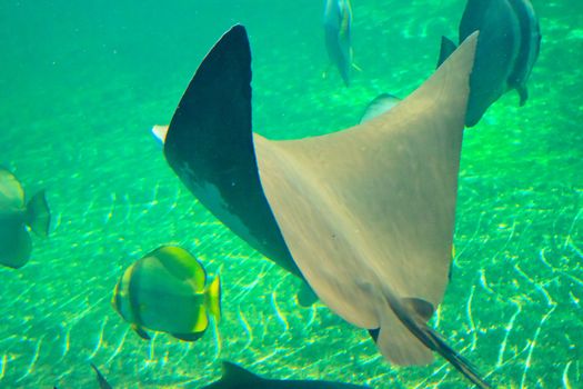 fish  in the aquarium of Rayong province,Thailand 