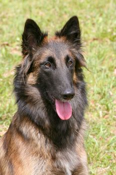 The portrait of Belgian Shepherd Dog