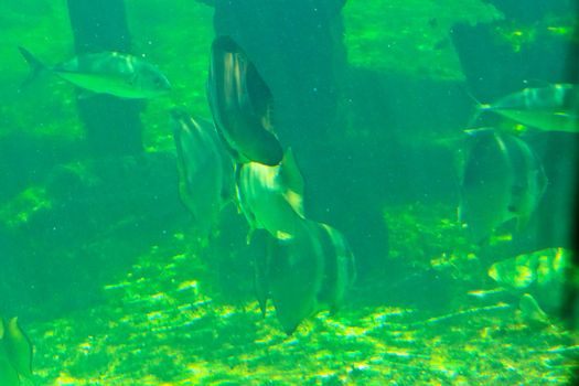 fish  in the aquarium of Rayong province,Thailand 
