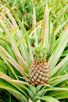 Growing pineapple on a parent plant