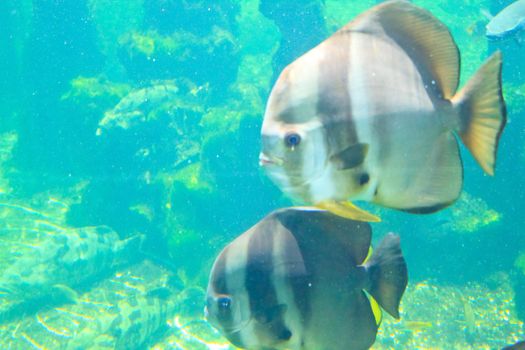 fish  in the aquarium of Rayong province,Thailand 