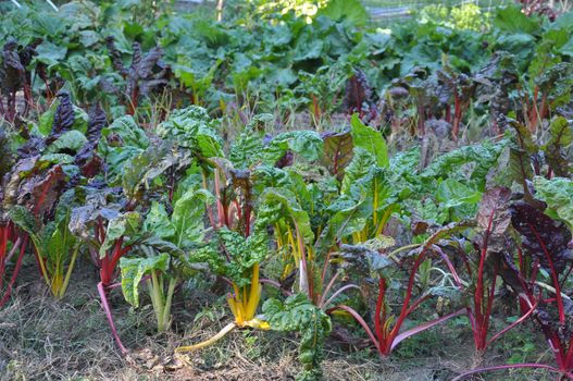 Fall root vegetables growing in Asheville, North Carolina