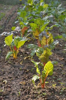 Fall root vegetables growing in Asheville, North Carolina