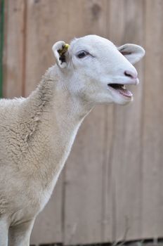 Yearling sheep bleating at a petting zoo near Asheville, North Carolina