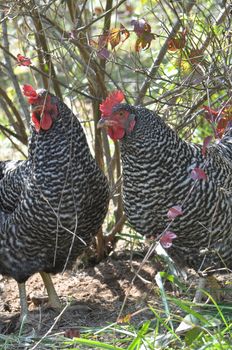 Free range chickens raised in Asheville North Carolina