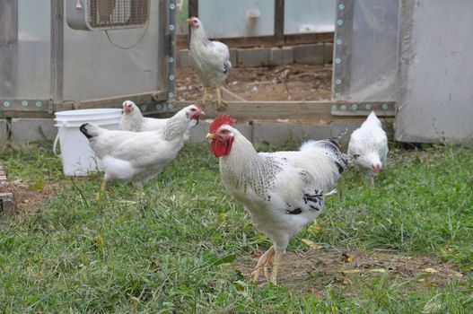 Free range chickens raised in Asheville North Carolina