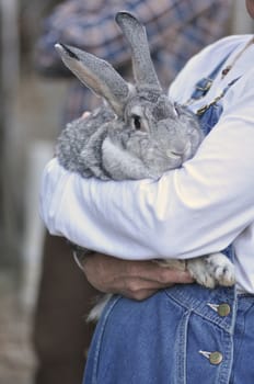 Farm raised rabbit being held by a farmer