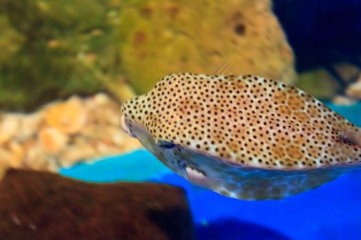 fish  in the aquarium of Rayong province,Thailand 