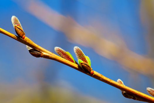 Willow Catkins in Early Spring