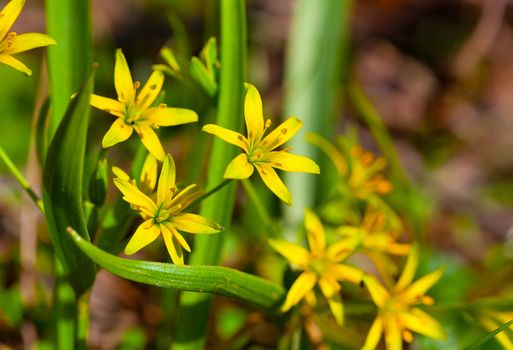 Gagea is spring flowers, grows in damp deciduous woodland.