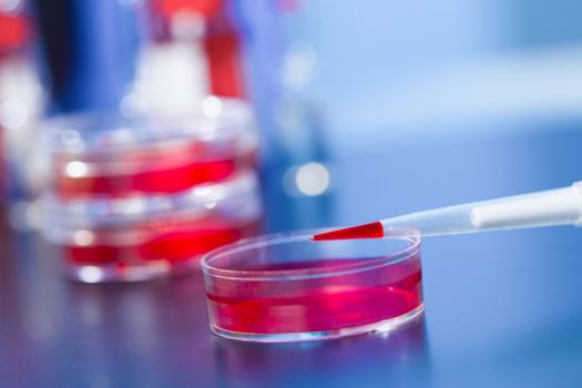 Pipette with red liquid and petri dishes