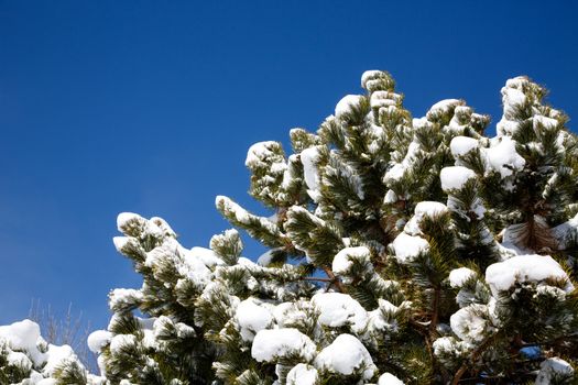 Snow in the pine trees under a clear blue sky