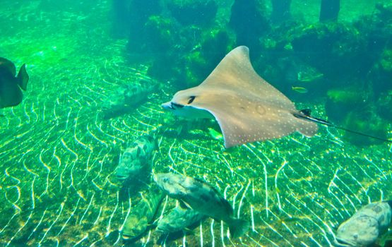 fish  in the aquarium of Rayong province,Thailand 