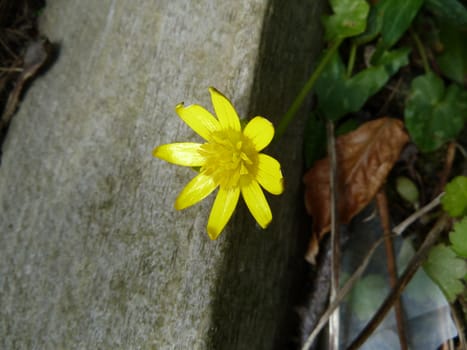 solitary yellow flower as a background