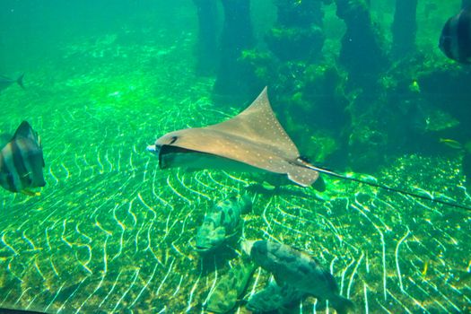 fish  in the aquarium of Rayong province,Thailand 