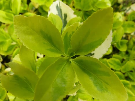 fresh green leaves as a background