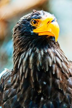 Portrait Steller (Pacific) Eagles in the Novosibirsk Zoo
