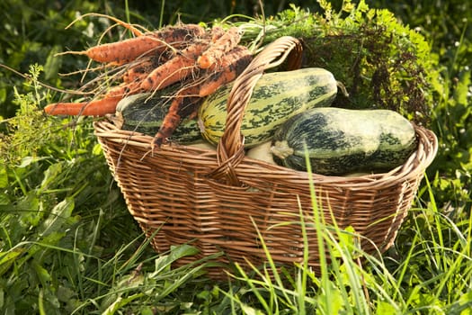 Wattled basket with vegetable marrows,carrots on a green grass