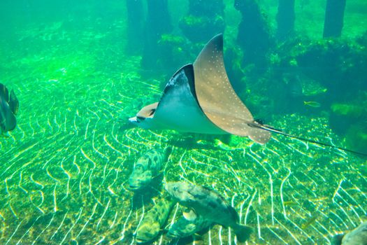 fish  in the aquarium of Rayong province,Thailand 