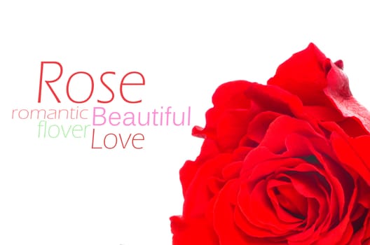 Red rose with leaves isolated on white