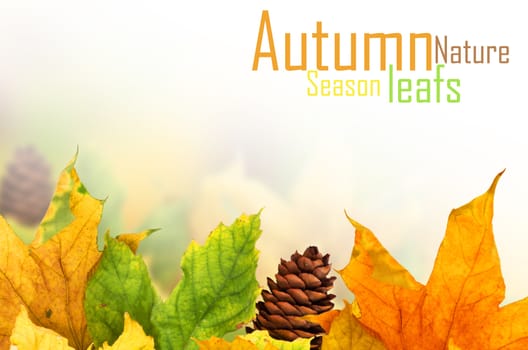 Beautiful autumn background with maple leaves