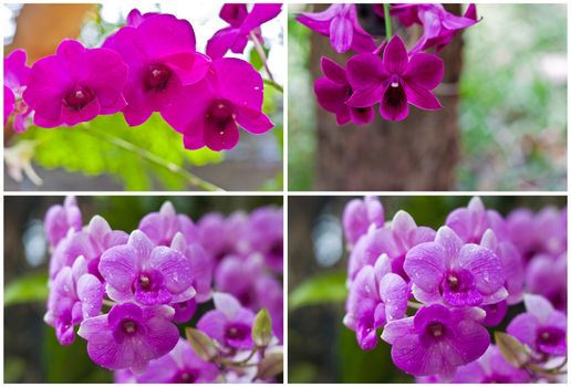 Beautiful orchid