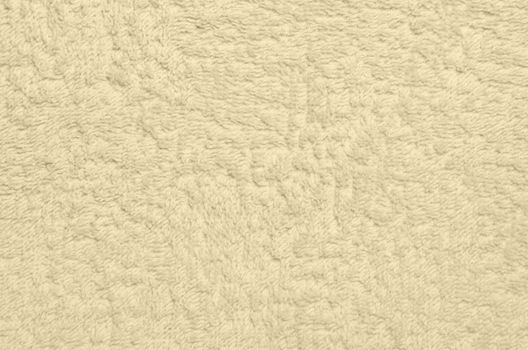 Wool sheep closeup