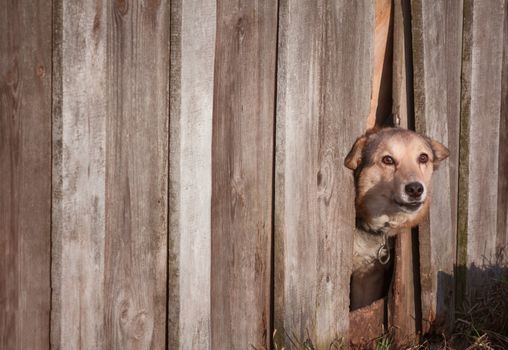 Dog Peeking Through Old Wood Fence