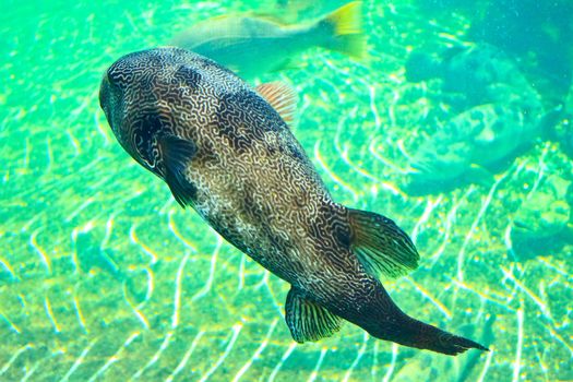 fish  in the aquarium of Rayong province,Thailand 