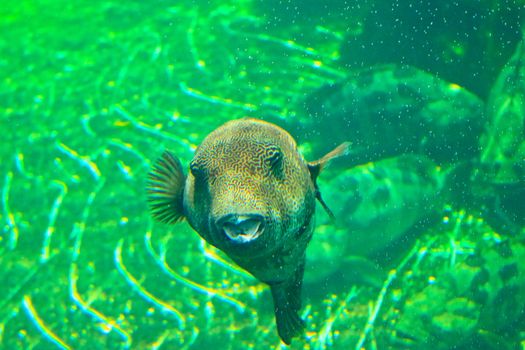 fish  in the aquarium of Rayong province,Thailand 