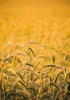 A Barley Field With Shining Golden Barley Ears In Late Summer