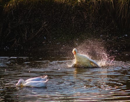 Goose Fighting And Splashing At The Lake