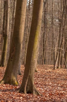 Spring forest