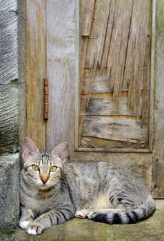 Cat sitting in front of an old wooden door.