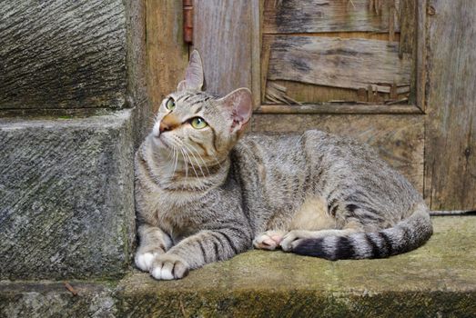 Cat sitting on a doorstep