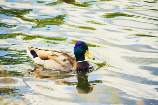 Wild Duck Is Swimming Closer The Camera