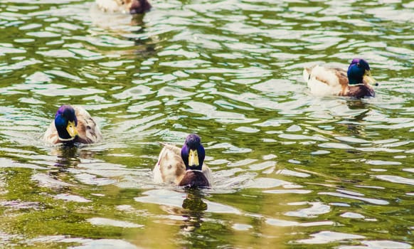 Wild Ducks Is Swimming Closer The Camera