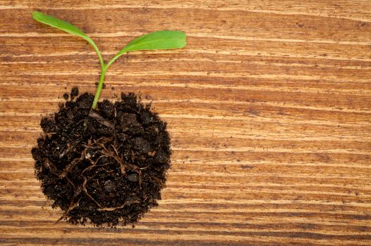 Growth or new life concept with small plant on wooden background