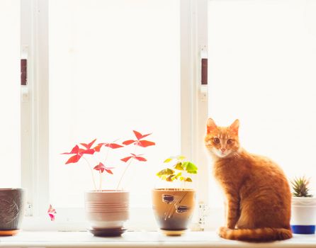 Res Domestic Cat Sitting On A White Window Sill