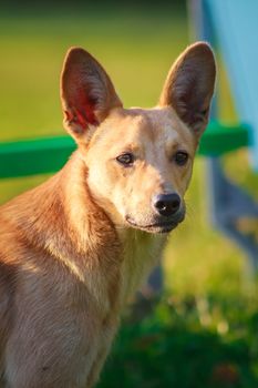 Red dog in a green meadow outdoor