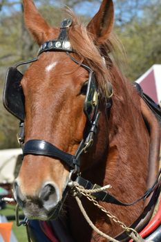 Shire Horse Head