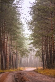 Landscape with a forest road