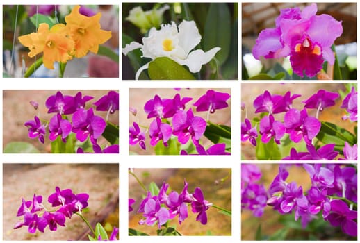Beautiful orchid