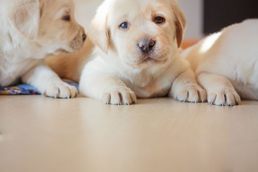 Two Golden Retriever Puppies Of 7 Weeks Old