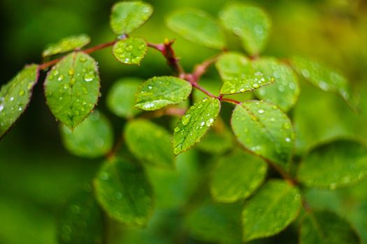 Water Drops On Green Plant