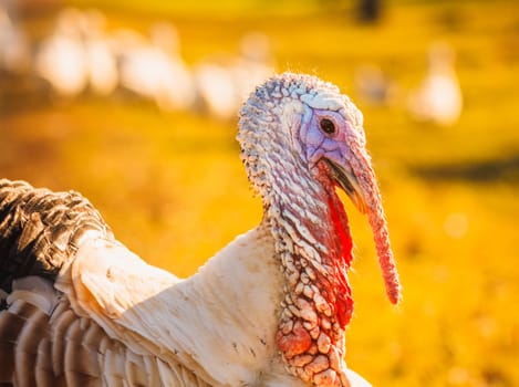 Wild Turkey Walking On The Grass