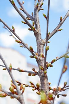 Buds of cherry tree in springtime in sunny weather against urban buildings