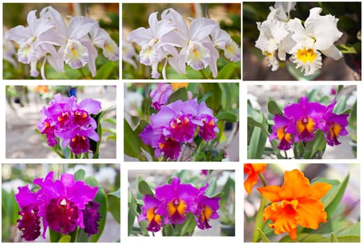 Beautiful orchid