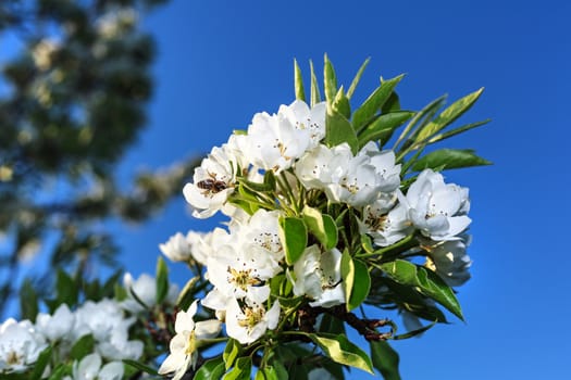 Early cherry flowers on a background of blue sky