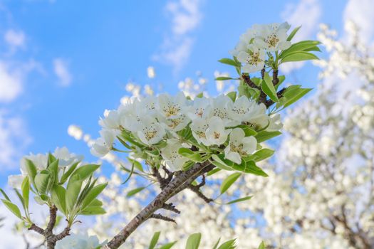 A branch of cherry blossoms against the sky